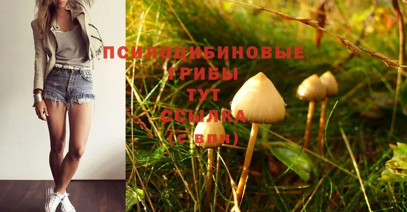 как найти   Темрюк  Псилоцибиновые грибы Magic Shrooms 